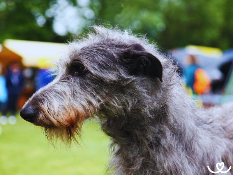 Psi-plemeno-deerhound (2)